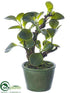 Silk Plants Direct Jade Plant - Green - Pack of 6