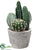 Cactus - Green - Pack of 2