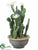 Cactus - White Green - Pack of 6