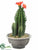 Cactus - Orange Green - Pack of 6