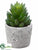 Sempervivum - Green - Pack of 6