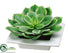 Silk Plants Direct Echeveria - Variegated Fuchsia - Pack of 3
