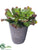 Silk Plants Direct Sedum - Green - Pack of 6
