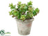Silk Plants Direct Jade Plant - Green Burgundy - Pack of 6