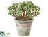 Silk Plants Direct Sedum - Green Burgundy - Pack of 6