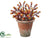 Sedum - Burgundy Green - Pack of 1