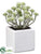 Sedum - Green Frosted - Pack of 6