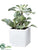 Echeveria - Green Frosted - Pack of 6