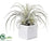 Tillandsia - Green Frosted - Pack of 6