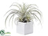 Silk Plants Direct Tillandsia - Green Frosted - Pack of 6