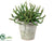 Succulent - Green - Pack of 6