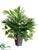 Areca Palm, Pothos Arrangement - Green - Pack of 6