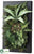 Agave, Fern, Succulent - Green - Pack of 2