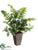 Leather Fern, Fittonia - Green - Pack of 6