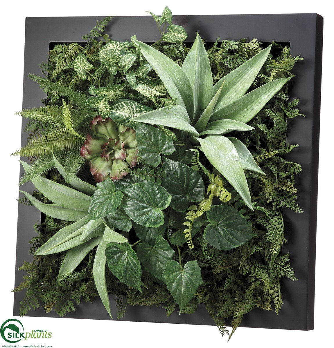 succulent fern plant Agave, Fern, Succulent - Green - Pack of 1 - (CRG-541XQLS)