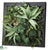 Agave, Fern, Succulent - Green - Pack of 1