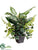 Dieffenbachia Plant Mix - Green - Pack of 6
