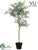 Outdoor Aralia Tree - Green - Pack of 2