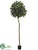 Artocarpus Topping Tree - Green - Pack of 2