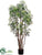 Silk Plants Direct Aralia Tree - Green - Pack of 2