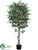 Aralia Tree - Green - Pack of 1