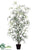 Aralia Tree - Green - Pack of 4