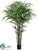 Black Bamboo Tree - Green - Pack of 2