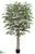 Birch Tree - Green - Pack of 2