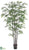 Black Bamboo Tree - Green - Pack of 2
