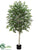 Birch Tree - Green - Pack of 2