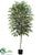 Birch Tree - Green - Pack of 2