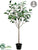 Silk Plants Direct Cassia Fistula Tree - Green - Pack of 1