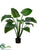 Curcuma Plant - Green - Pack of 2