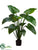 Curcuma Plant - Green - Pack of 2