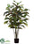 Croton Plant - Green - Pack of 2