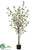 Cornus Tree - Green - Pack of 2