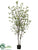 Cornus Tree - Green - Pack of 2