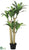 Tropical Dracaena Tree - Green - Pack of 2