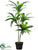 Exotic Dracaena Tree - Green - Pack of 4