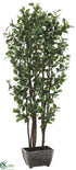 Silk Plants Direct Curly Ficus Tree - Green Two Tone - Pack of 2