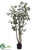 Mistletoe Ficus Tree - Green - Pack of 2