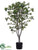 Ficus Tree - Green - Pack of 1
