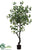 Ficus Tree - Green - Pack of 2