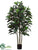 Ficus Tree - Green - Pack of 2