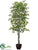 Ficus Tree - Green - Pack of 2