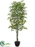 Silk Plants Direct Ficus Tree - Green - Pack of 2