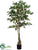 Ficus Tree - Green - Pack of 2