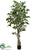Ficus Tree - Green - Pack of 4