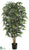 Nitida Ficus Tree - Green - Pack of 2