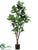 Fiddle Leaf Fig Tree - Green - Pack of 2